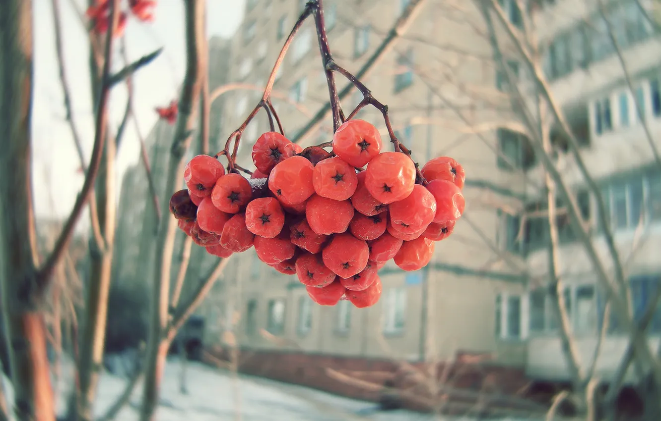Photo wallpaper winter, berries, Rowan