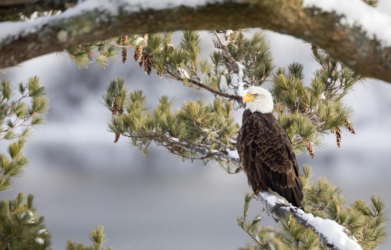Photo wallpaper trees, branches, bird, pine, bald eagle