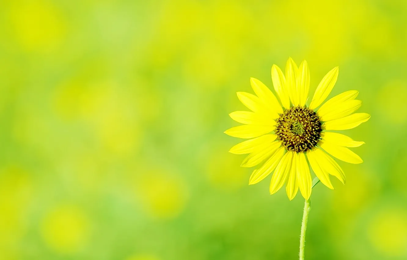 Photo wallpaper flowers, yellow, chamomile, green background