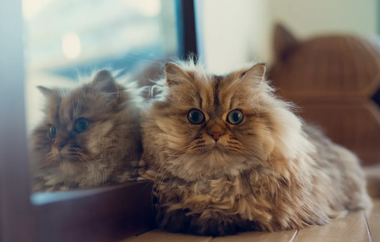 Photo wallpaper cat, reflection, home, mirror, lying, Daisy, Ben Torode, Benjamin Torode