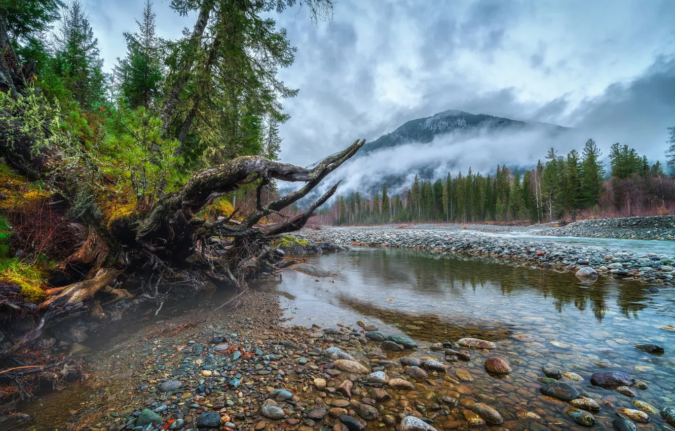 Photo wallpaper river, trees, fog, stones