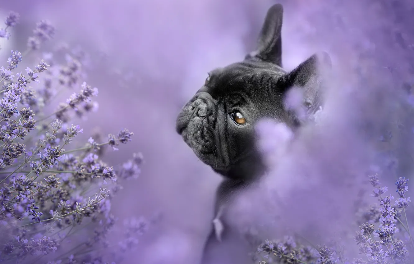 Photo wallpaper dog, face, lavender, French bulldog