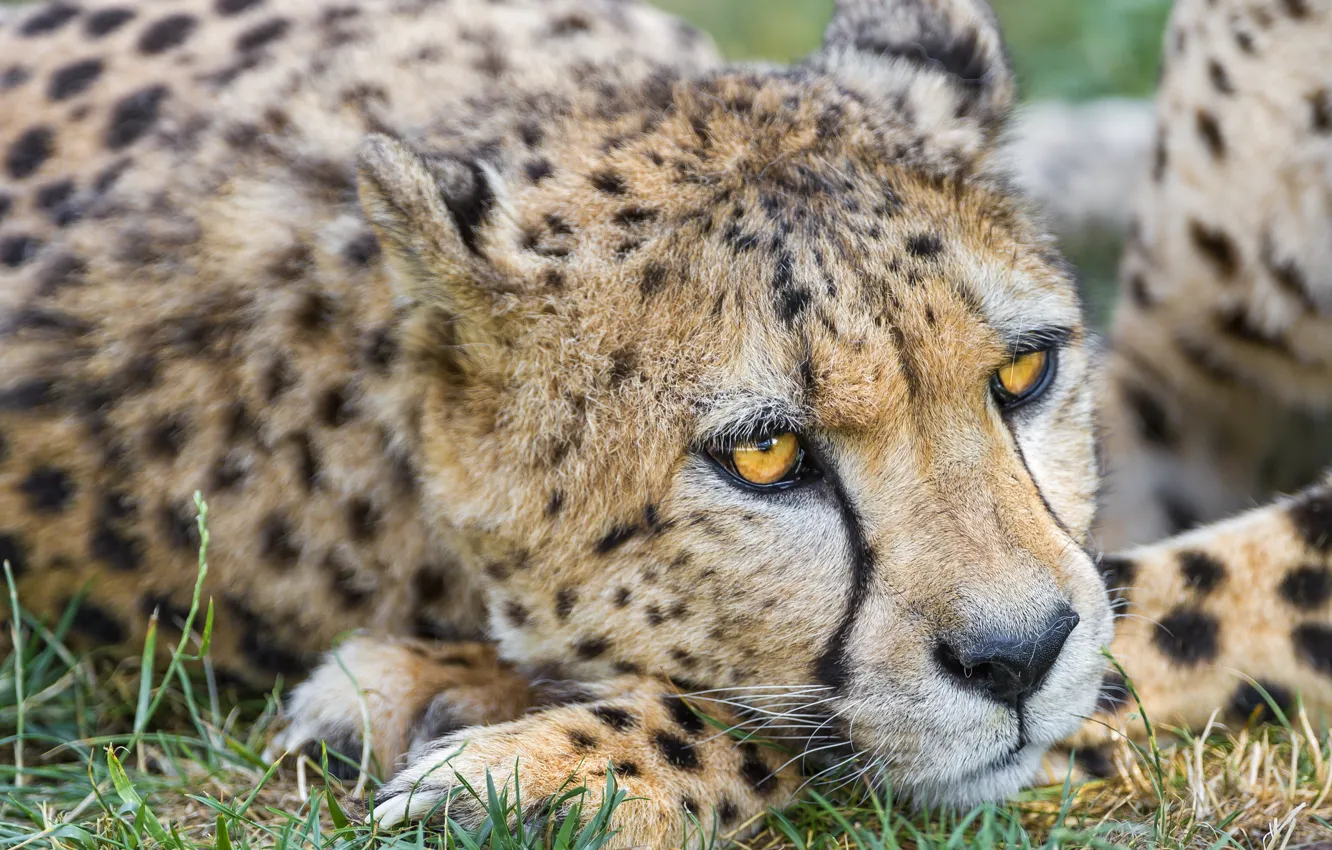 Photo wallpaper cat, face, Cheetah, ©Tambako The Jaguar