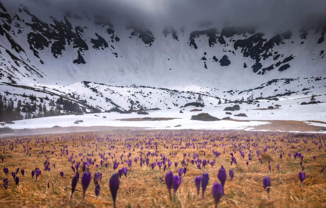 Photo wallpaper snow, mountains, crocuses