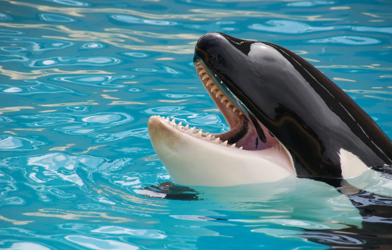 Photo wallpaper sea, face, teeth, pool, kit, mouth, pond, in the water