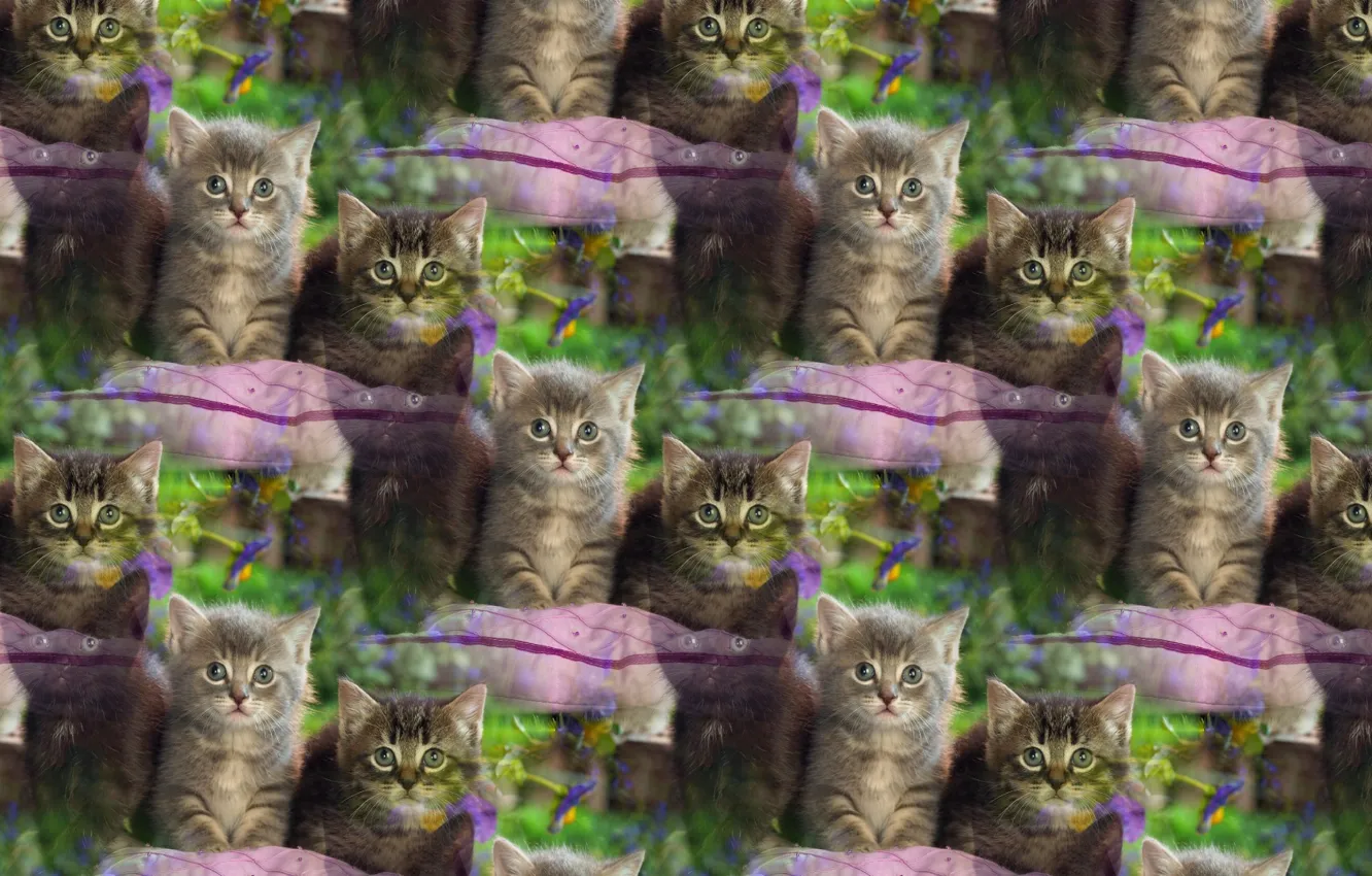 Photo wallpaper baby, kitty, pussy