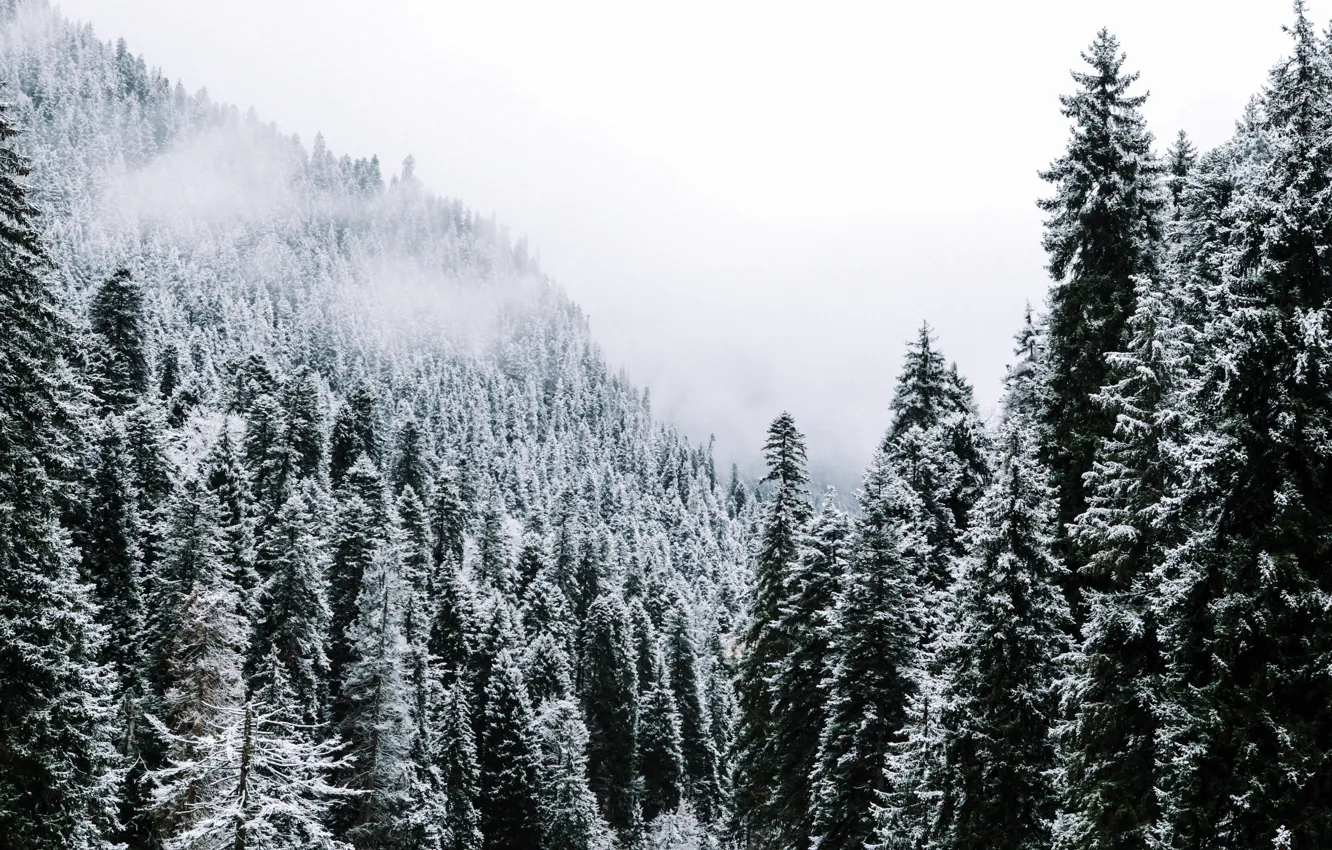 Photo wallpaper forest, snow, trees, mountains