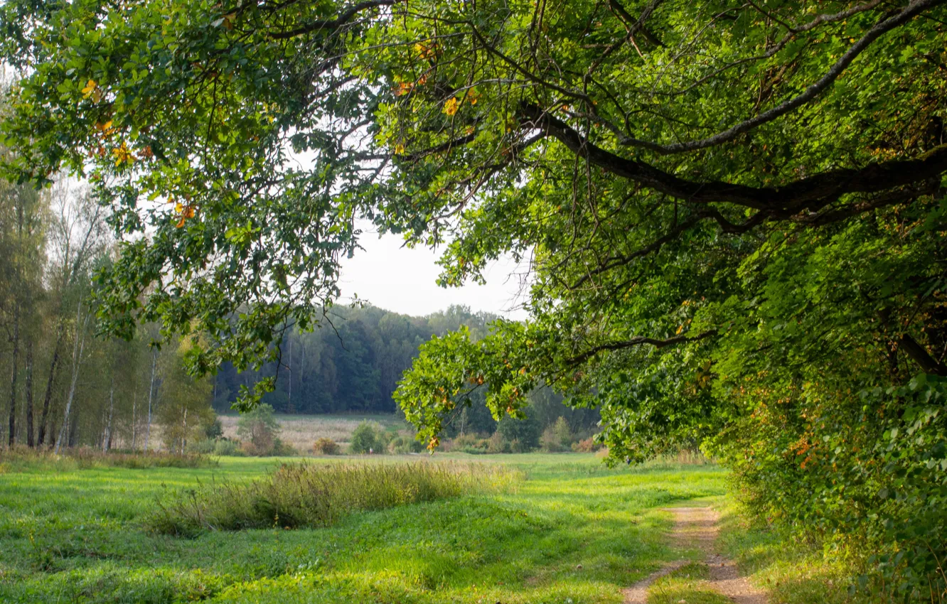 Photo wallpaper trees, meadow, September, Yasnaya Polyana