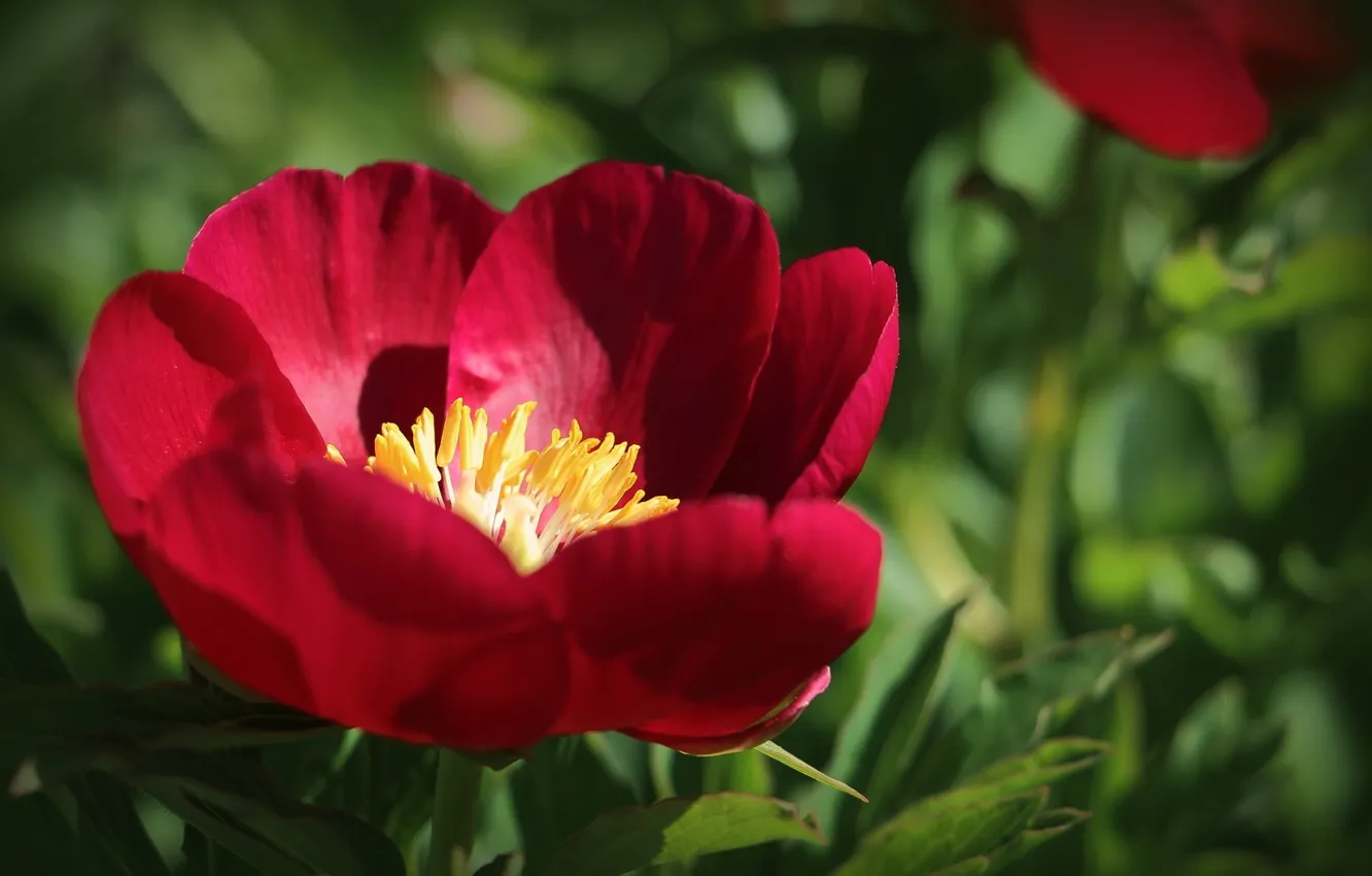 Photo wallpaper macro, petals, bokeh, peonies