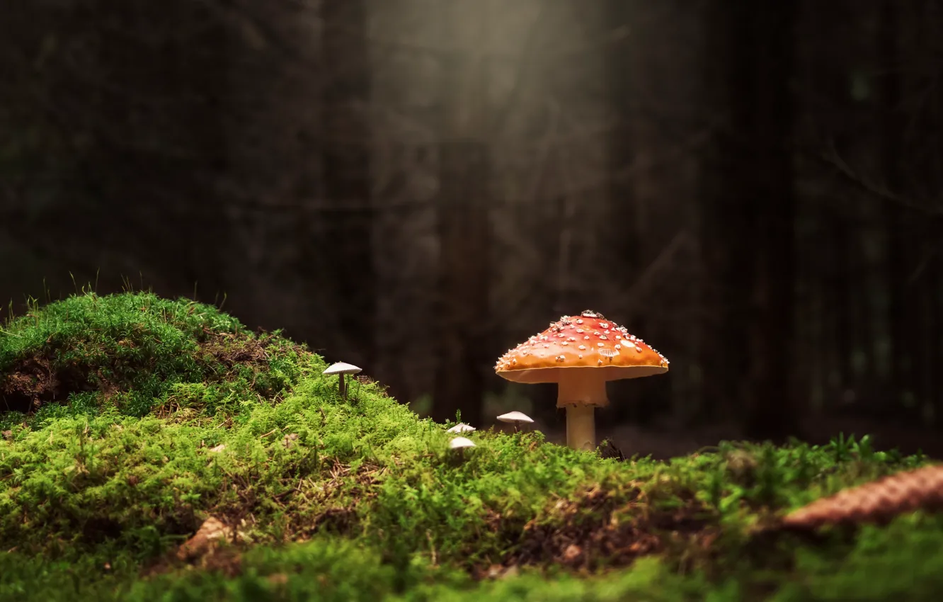 Photo wallpaper autumn, forest, trees, nature, the dark background, mushrooms, moss, mushroom