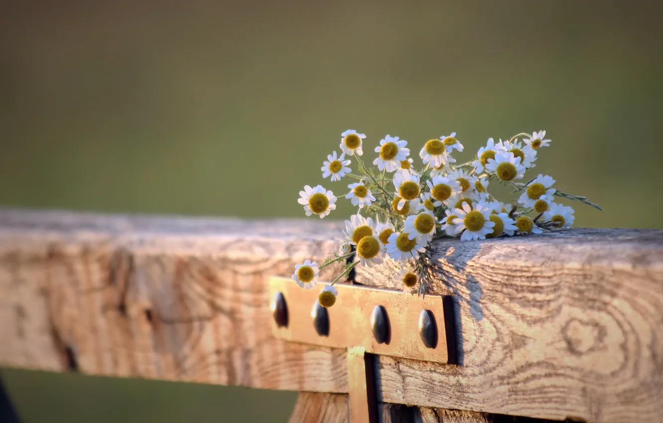 Photo wallpaper background, the fence, chamomile
