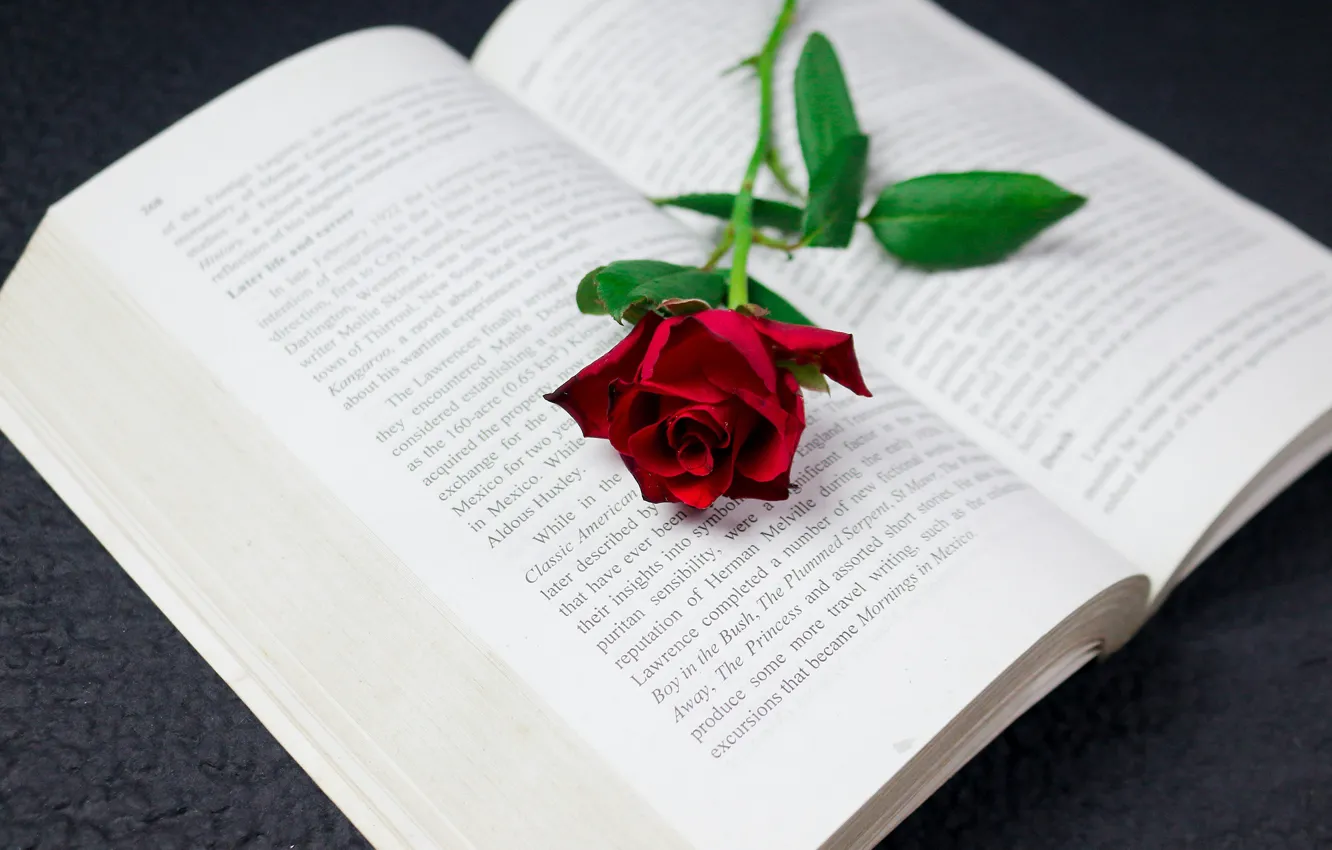 Photo wallpaper red, roses, book