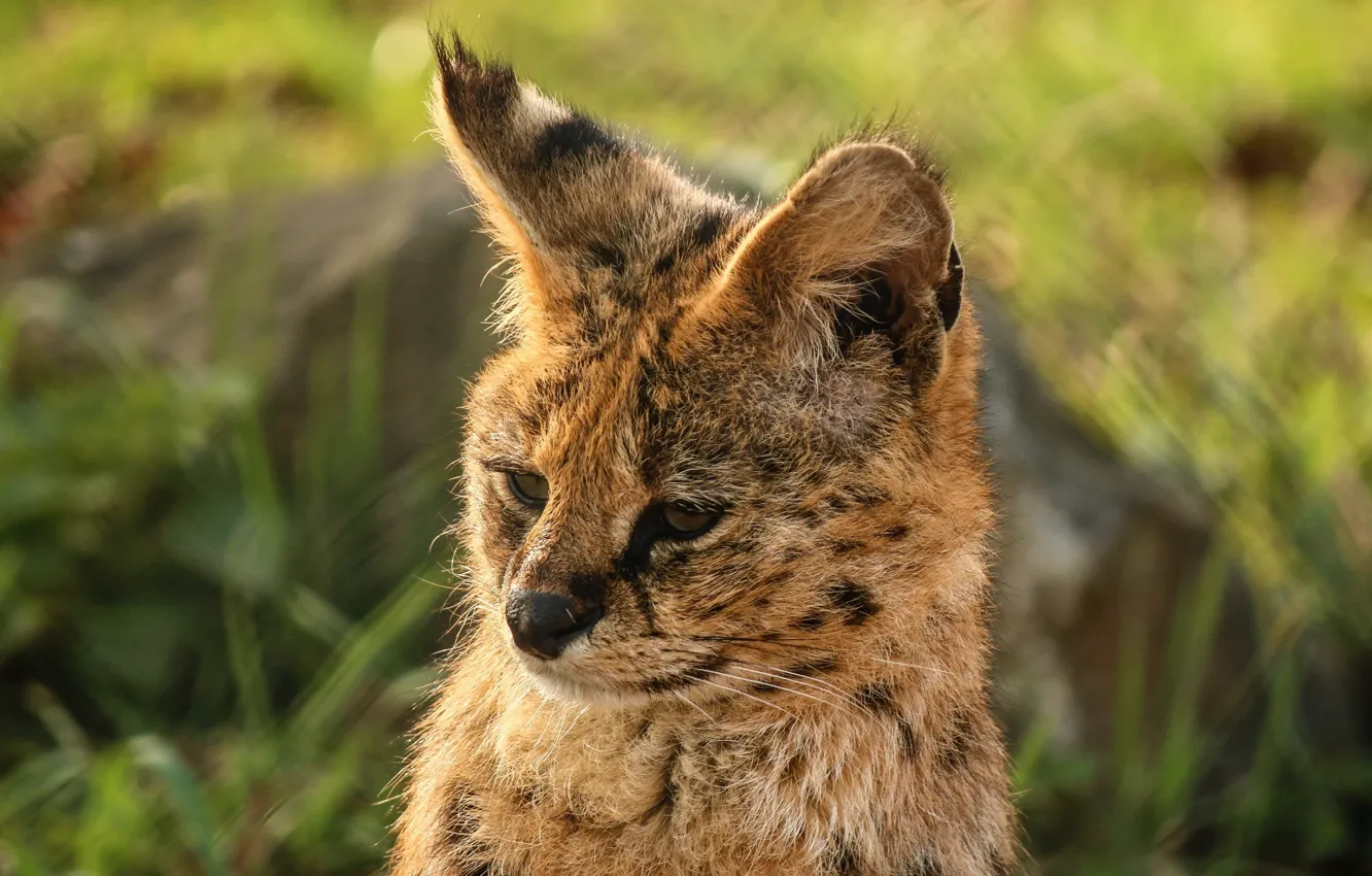 Photo wallpaper face, predator, ears, wild cat, Serval