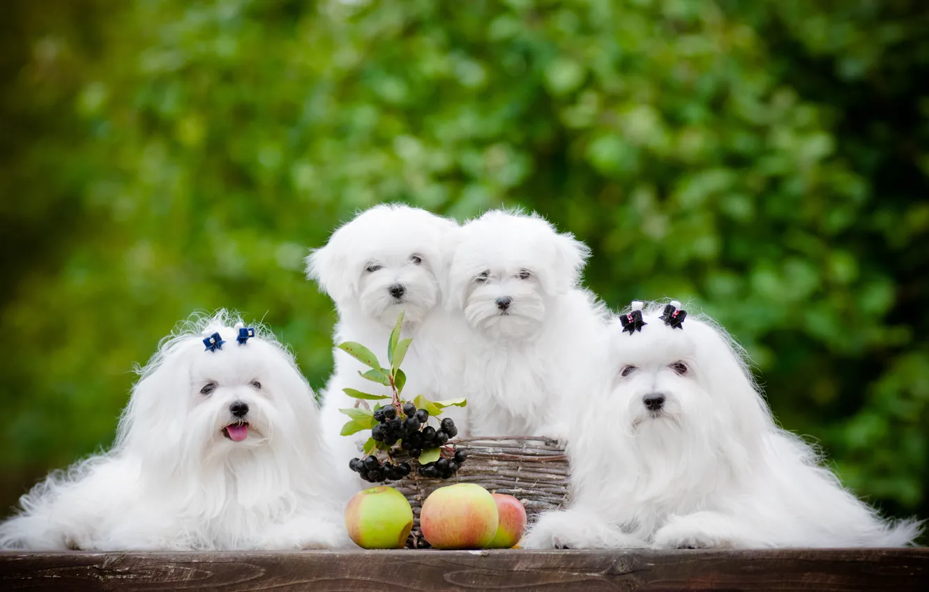 Photo wallpaper dogs, berries, apples, puppies, Quartet