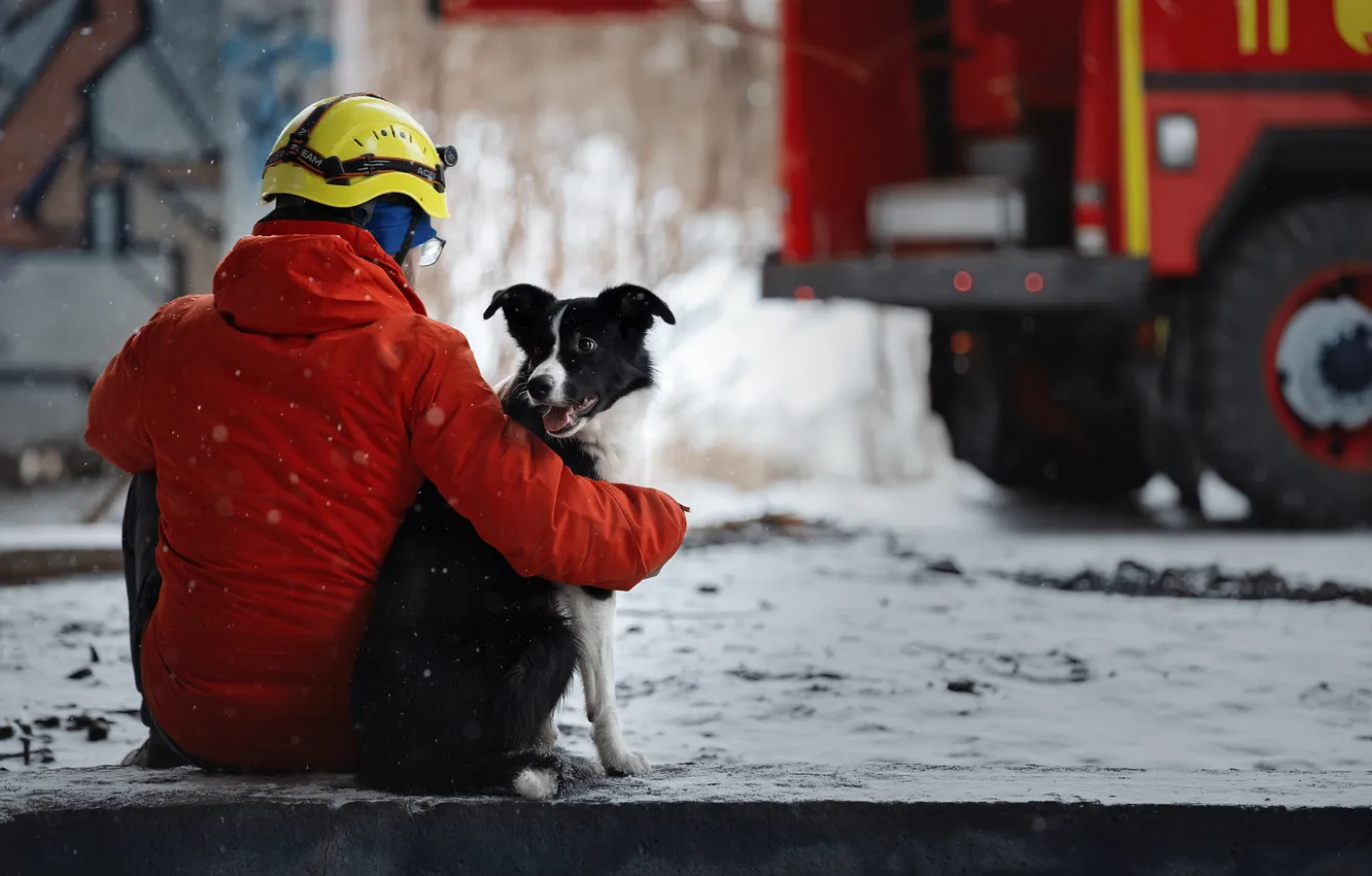 Photo wallpaper dog, lifeguard, fire truck, Svetlana Pisareva