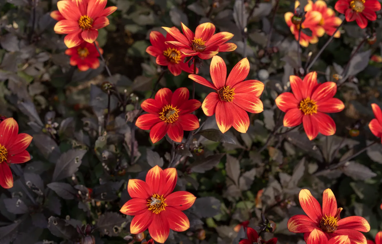 Photo wallpaper flowers, red, garden, flowerbed, dahlias