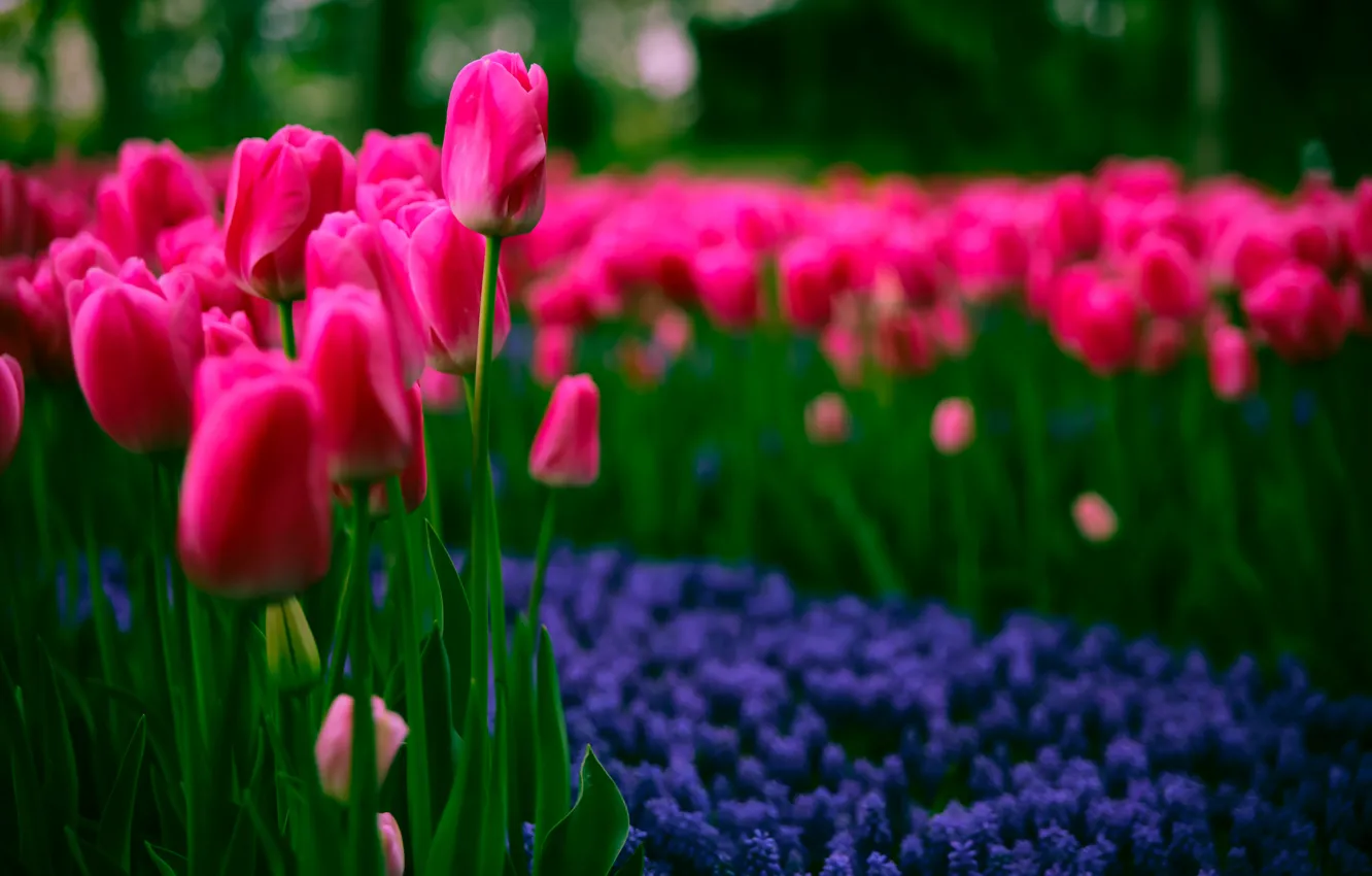 Photo wallpaper spring, tulips, spring, Tulips, dark pink, dark pink