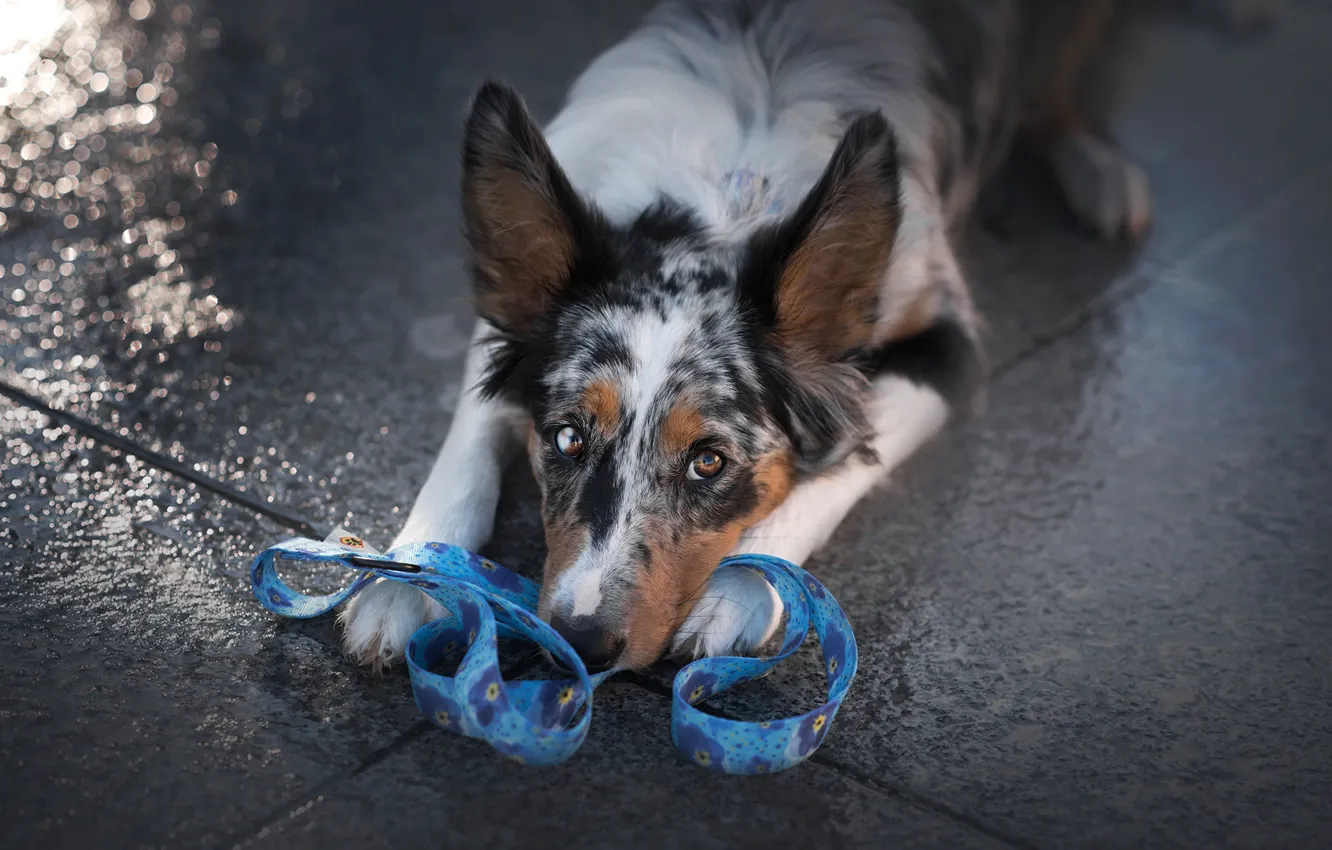 Photo wallpaper look, face, pose, background, tile, portrait, dog, lies