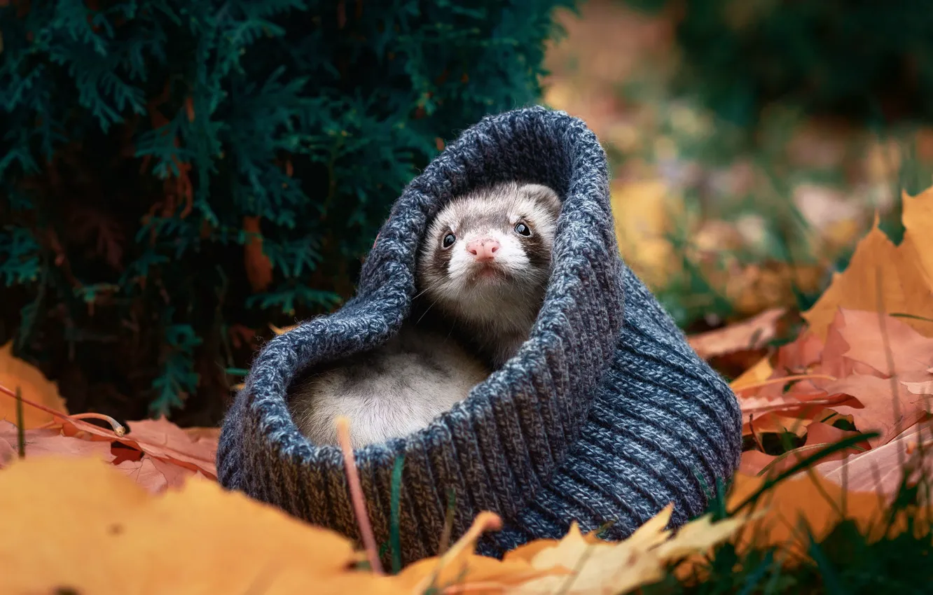 Photo wallpaper autumn, look, nature, pose, foliage, hat, face, needles