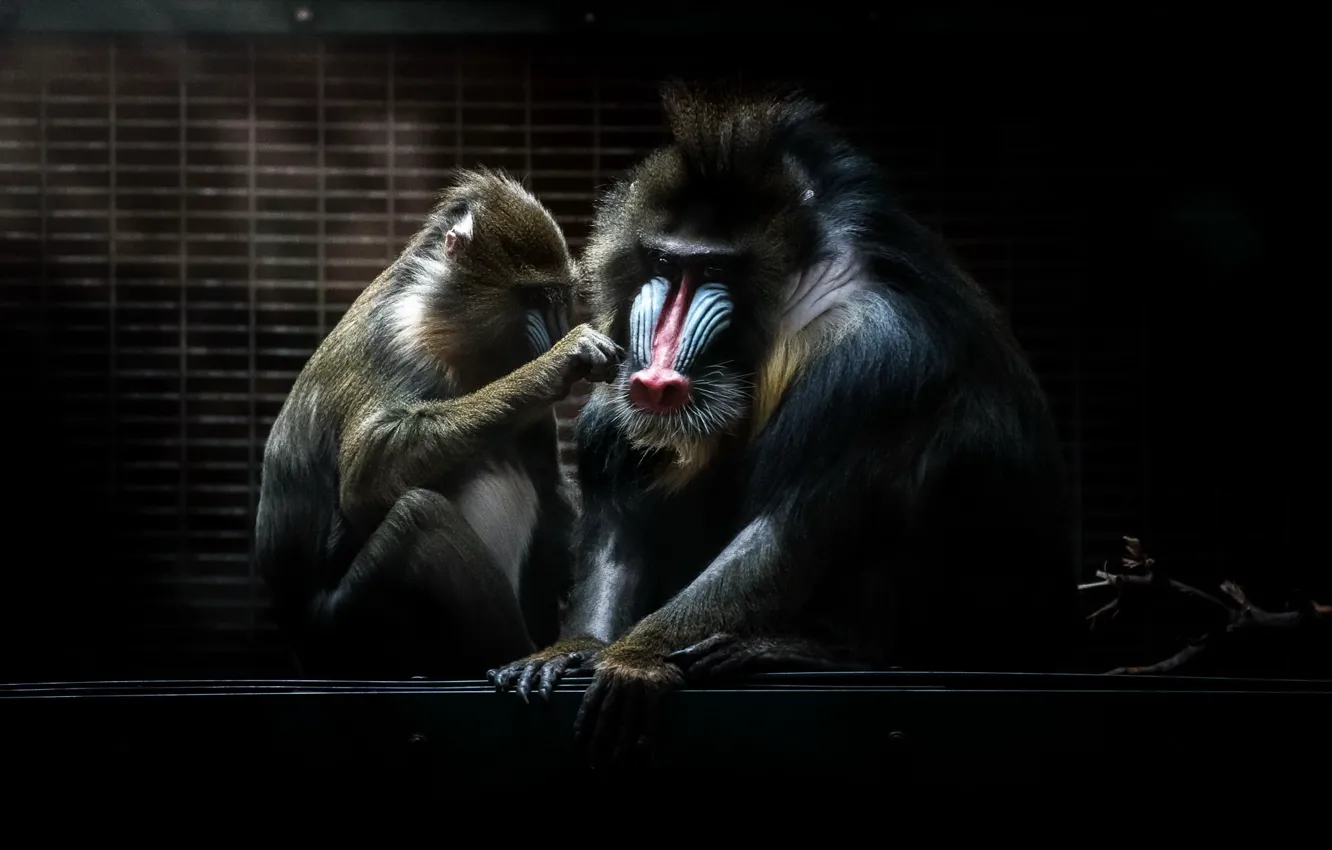 Photo wallpaper background, monkey, Alpha Mandrill