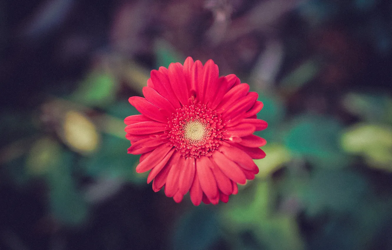 Photo wallpaper flowers, red, petals