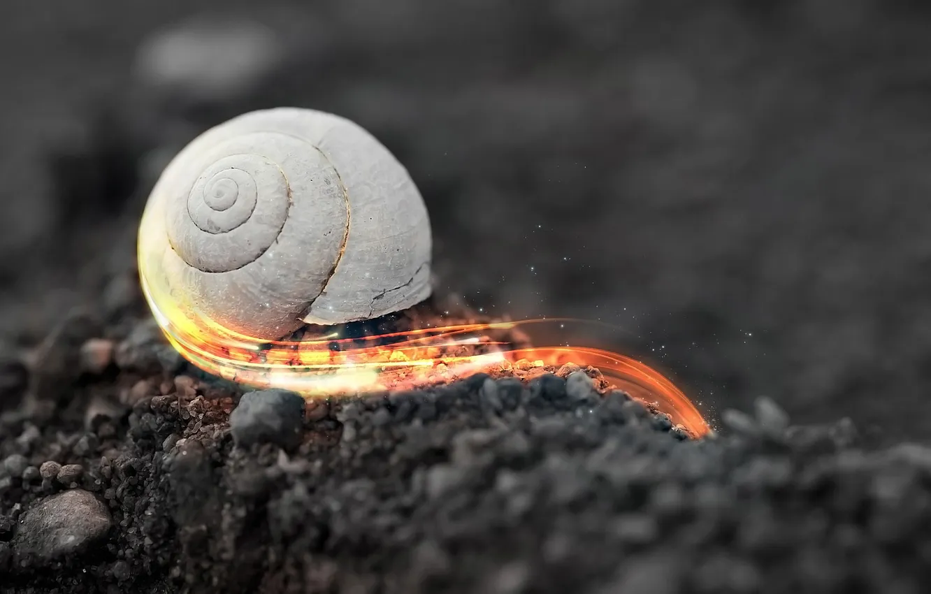 Photo wallpaper macro, earth, snail, spark, shell