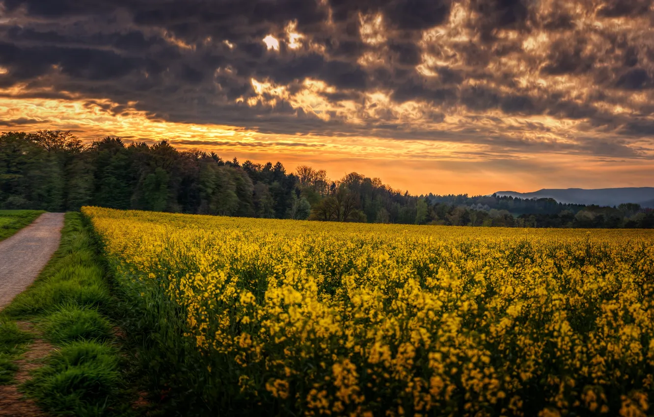Photo wallpaper field, forest, sunset