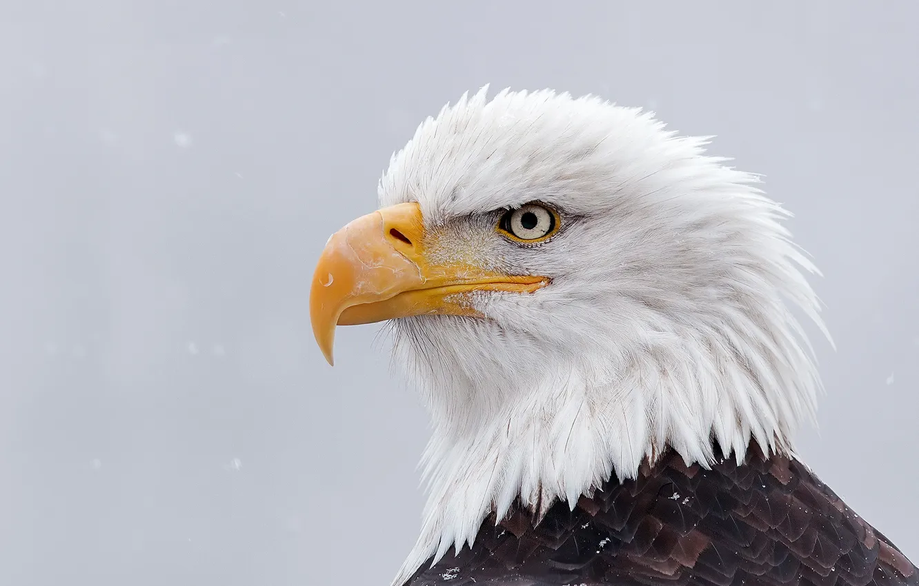 Photo wallpaper winter, snow, bird, portrait, Eagle