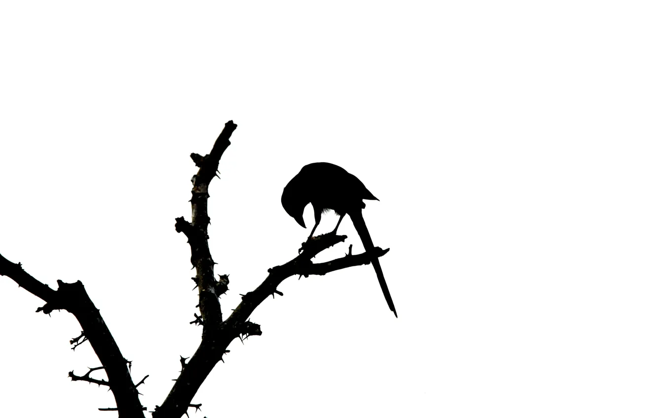 Photo wallpaper branches, bird, silhouette, bird, Brunch