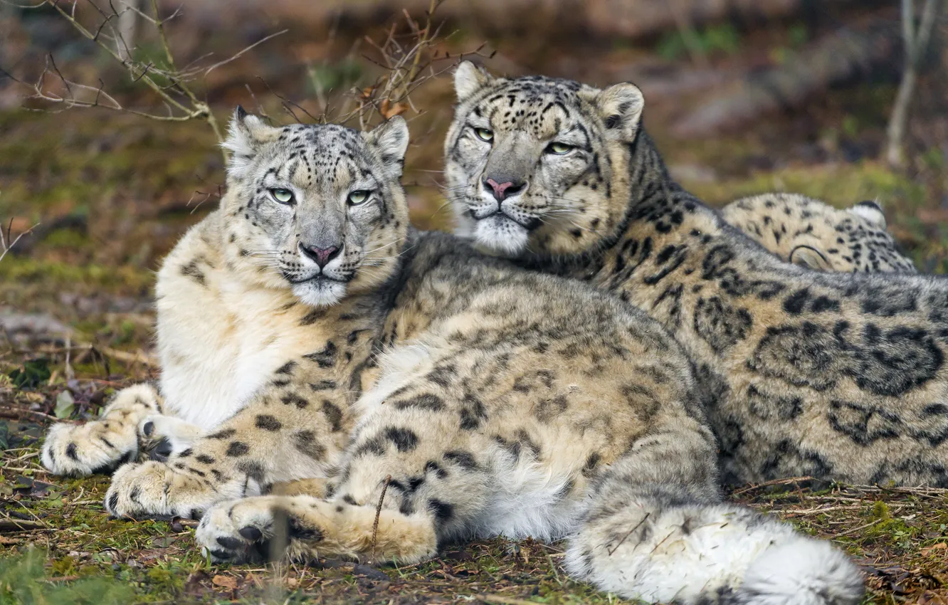 Photo wallpaper cat, look, stay, pair, IRBIS, snow leopard, ©Tambako The Jaguar