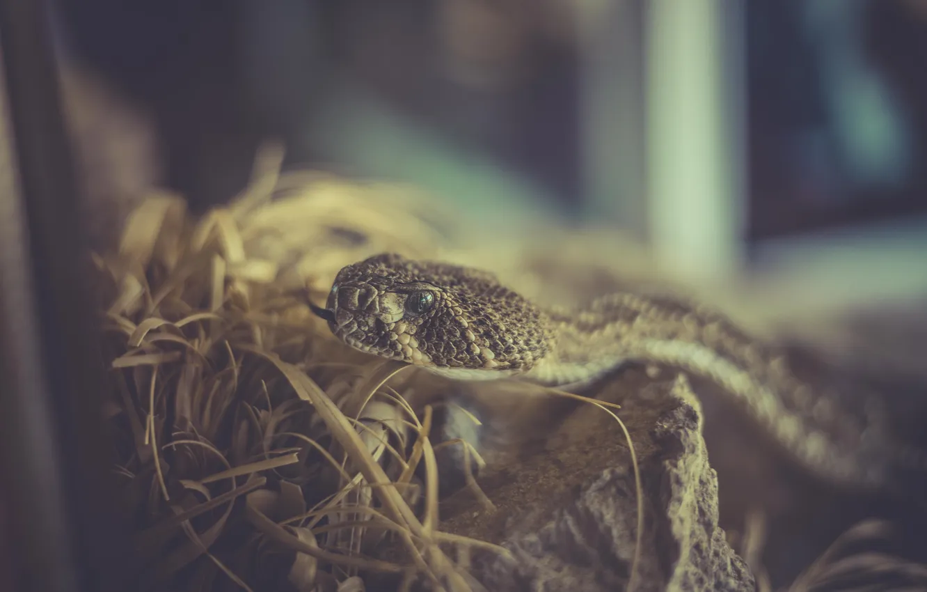 Photo wallpaper language, eyes, snake, Rattlesnake