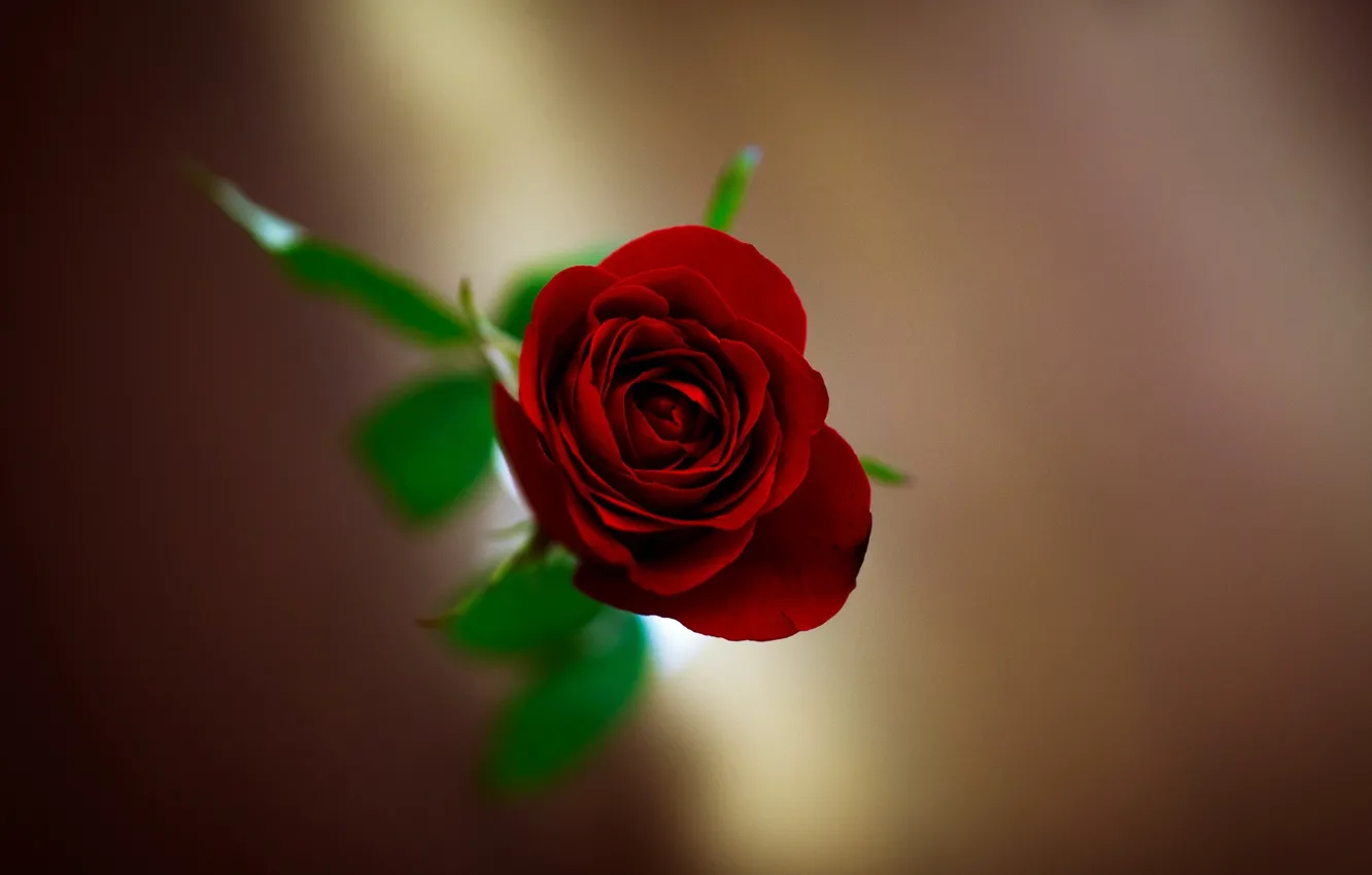 Photo wallpaper flower, flowers, background, Wallpaper, blur, wallpaper, red rose, flower