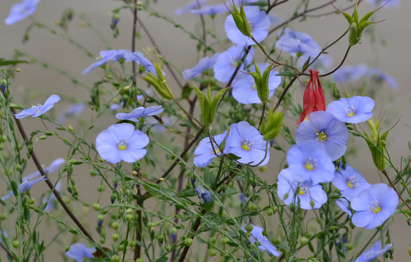 Photo wallpaper field, flowers, plant, petals, meadow