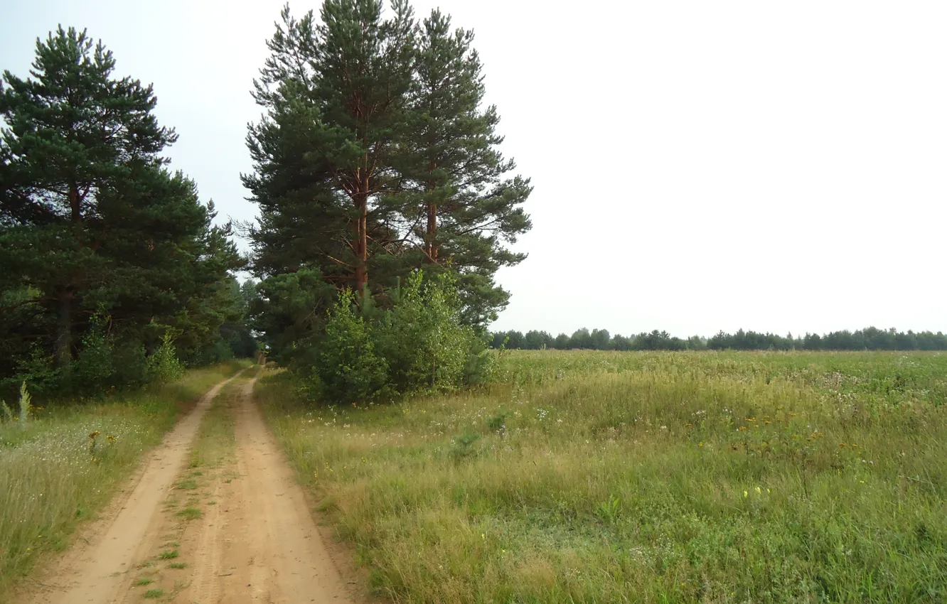 Photo wallpaper trees, road, summer, field, the sky, pine