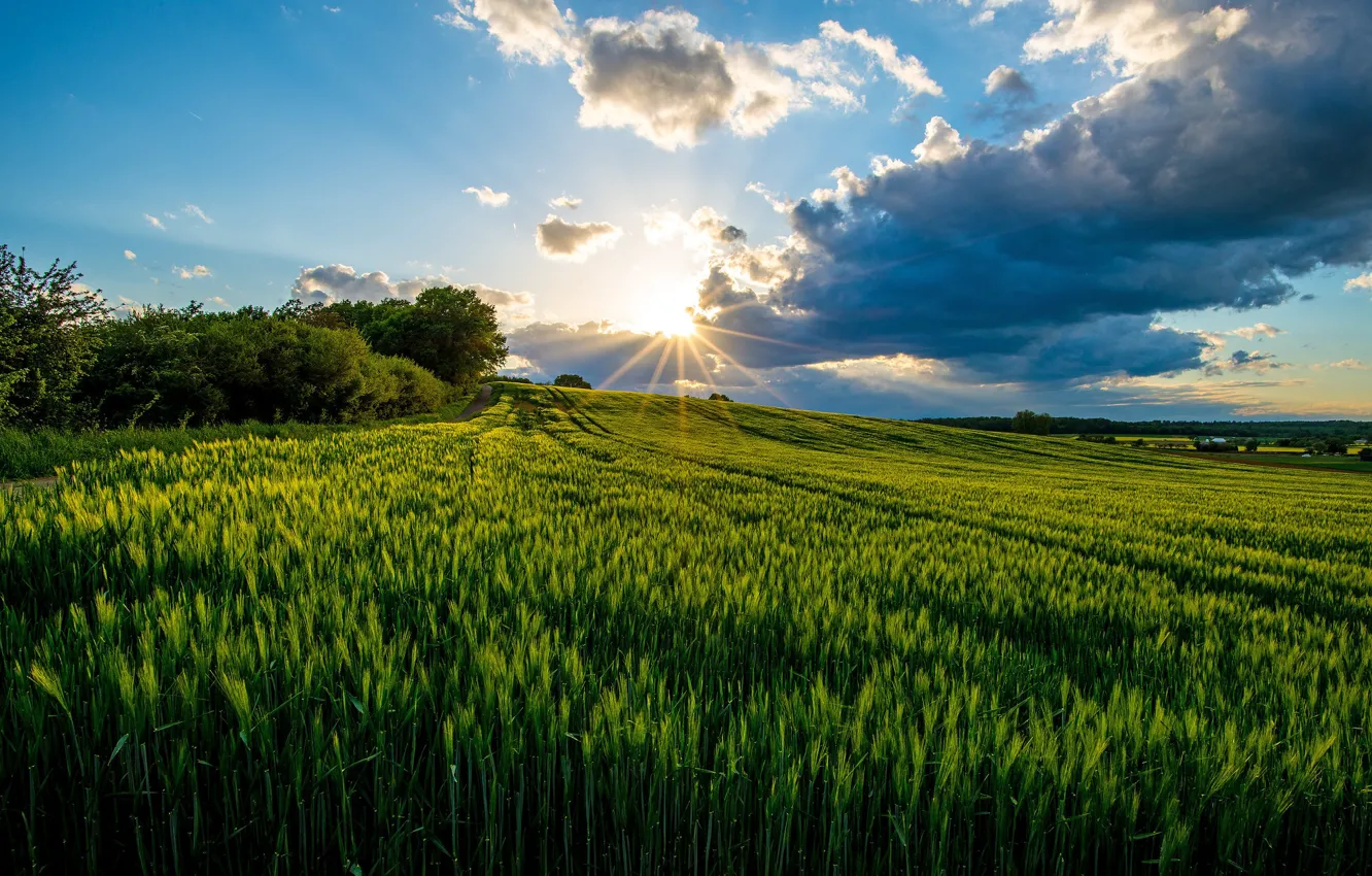 Photo wallpaper field, sunset, Germany