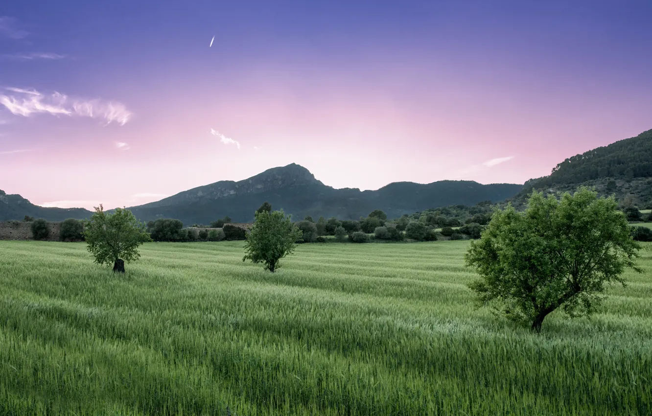 Photo wallpaper field, the sky, grass, clouds, trees, mountains, pink, lilac
