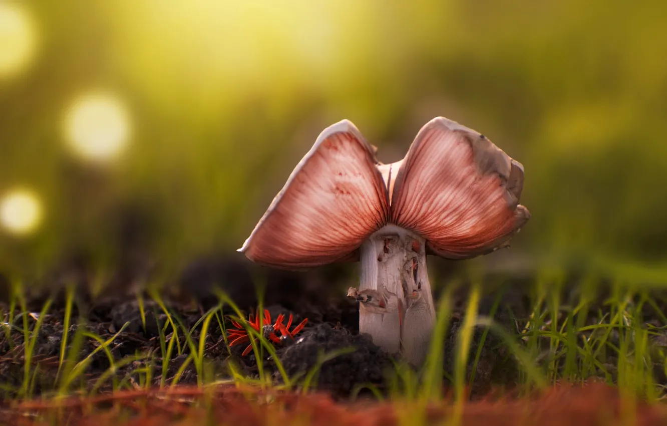 Photo wallpaper grass, macro, nature, mushrooms, hat, bokeh