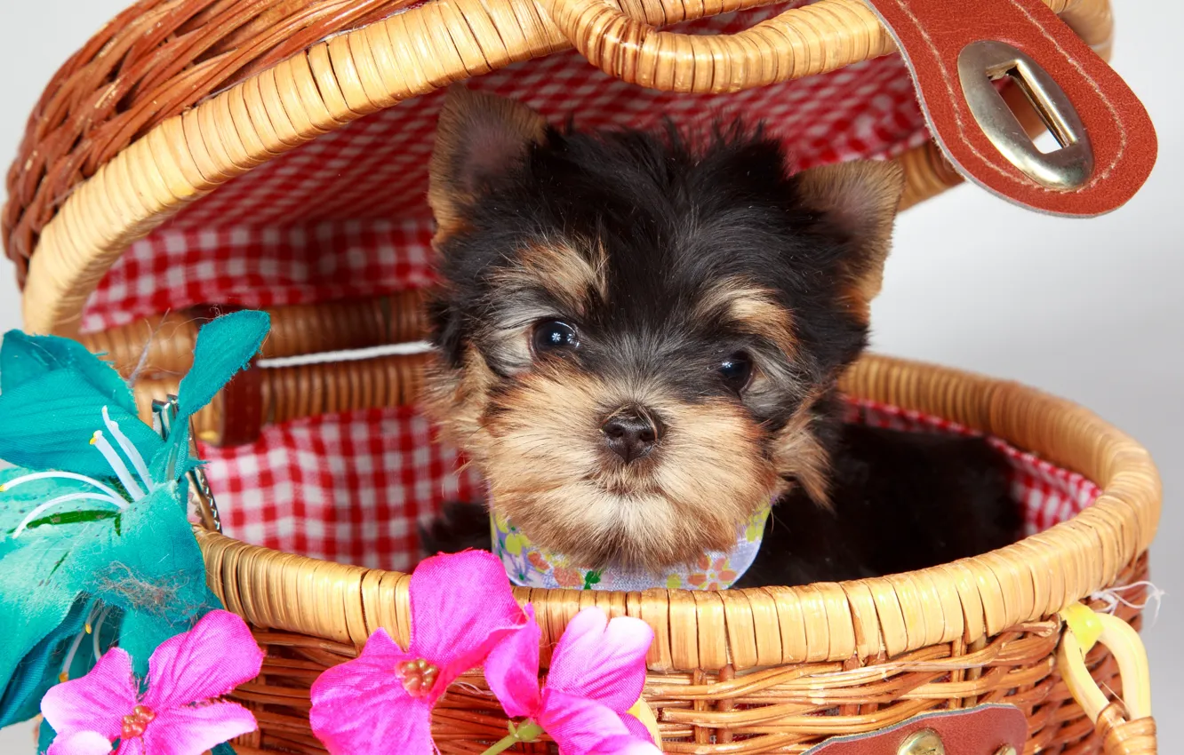 Photo wallpaper basket, puppy, Terrier