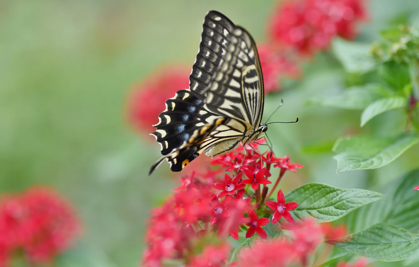Photo wallpaper summer, leaves, macro, flowers, red, background, butterfly, insect