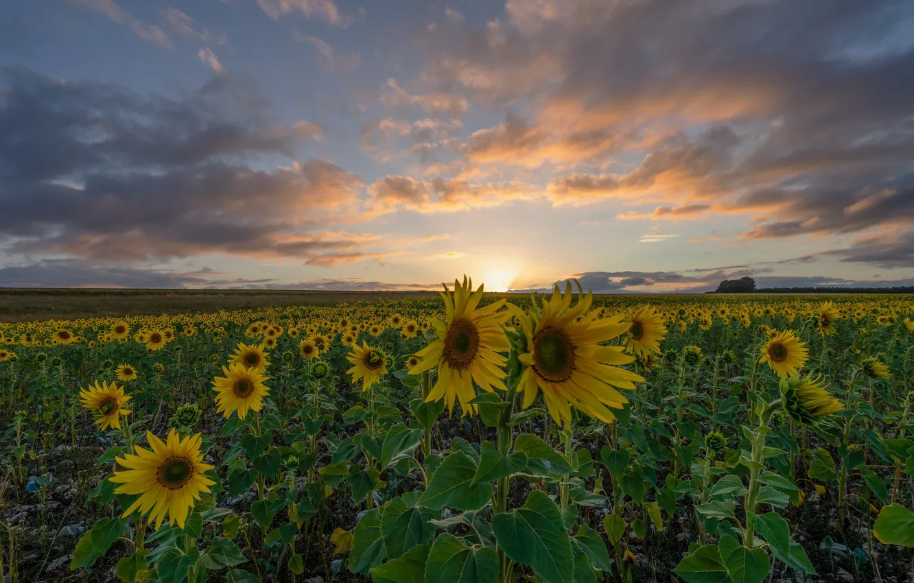 Photo wallpaper field, summer, sunflowers