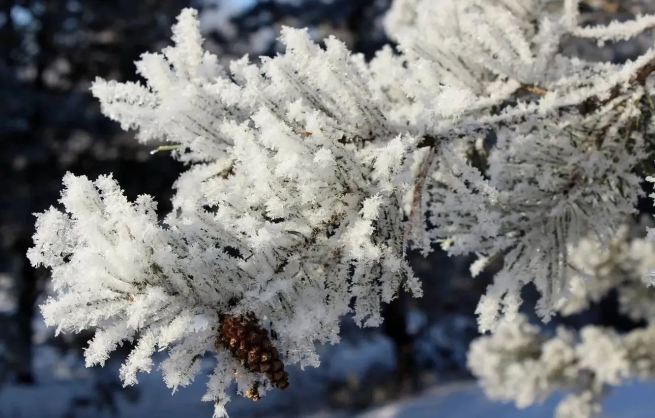 Photo wallpaper winter, frost, snow, trees, branches, nature, bumps, frost