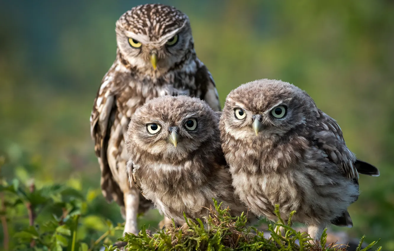 Photo wallpaper look, birds, nature, pose, background, owl, moss, three