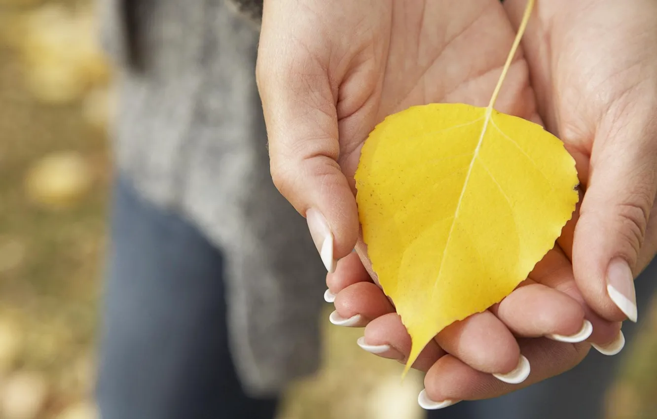 Photo wallpaper autumn, leaves, macro, yellow, hands, palm, fallen