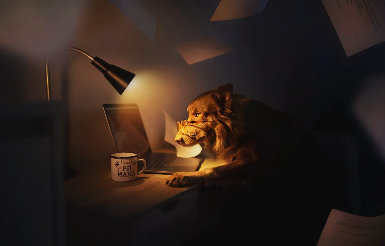 Photo wallpaper home, dog, glasses
