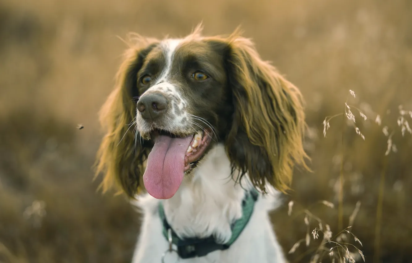 Photo wallpaper look, each, dog