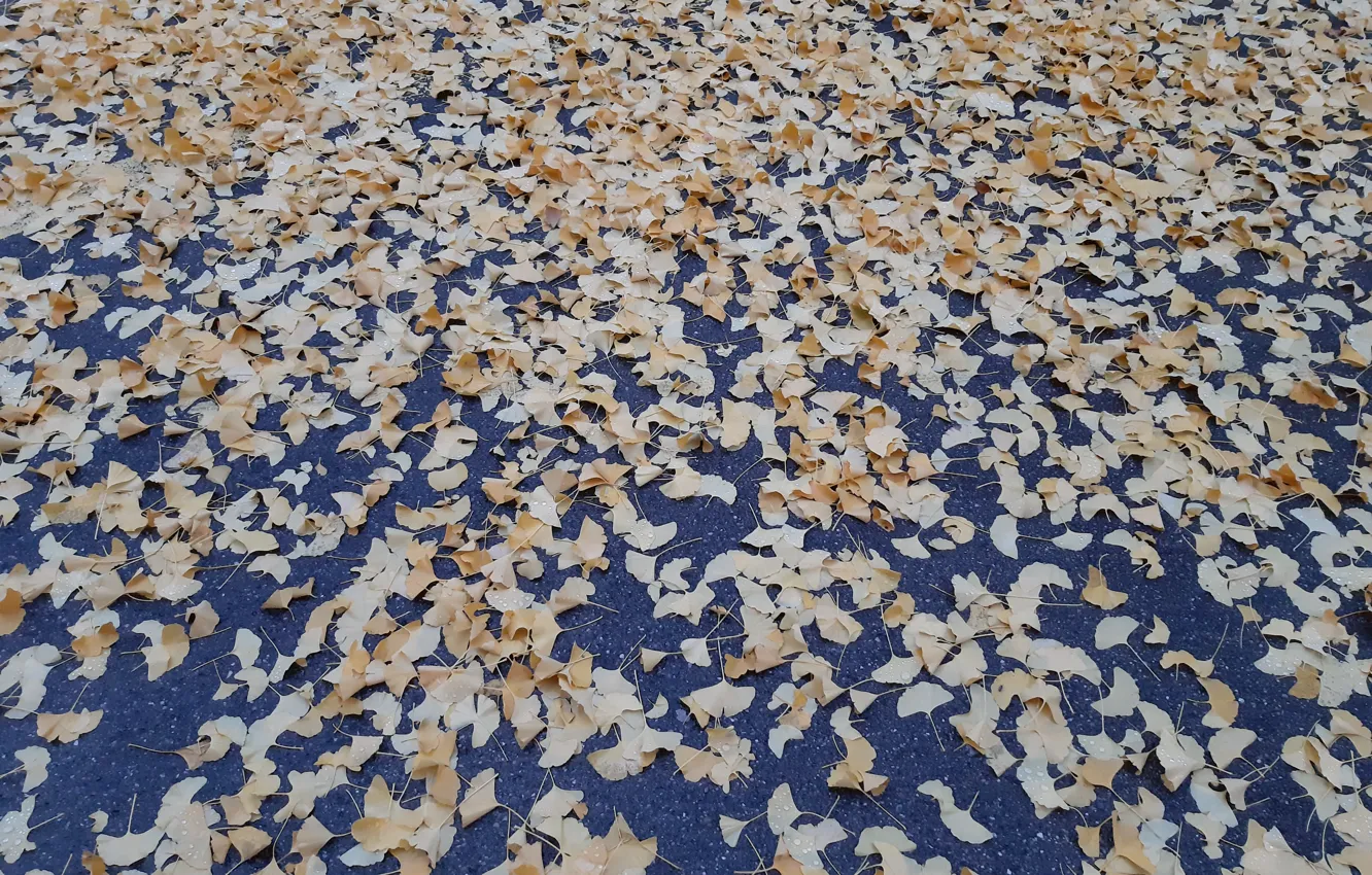 Photo wallpaper wallpaper, texture, background, leaves, tree, automn, tree leaves, Yellow leaves