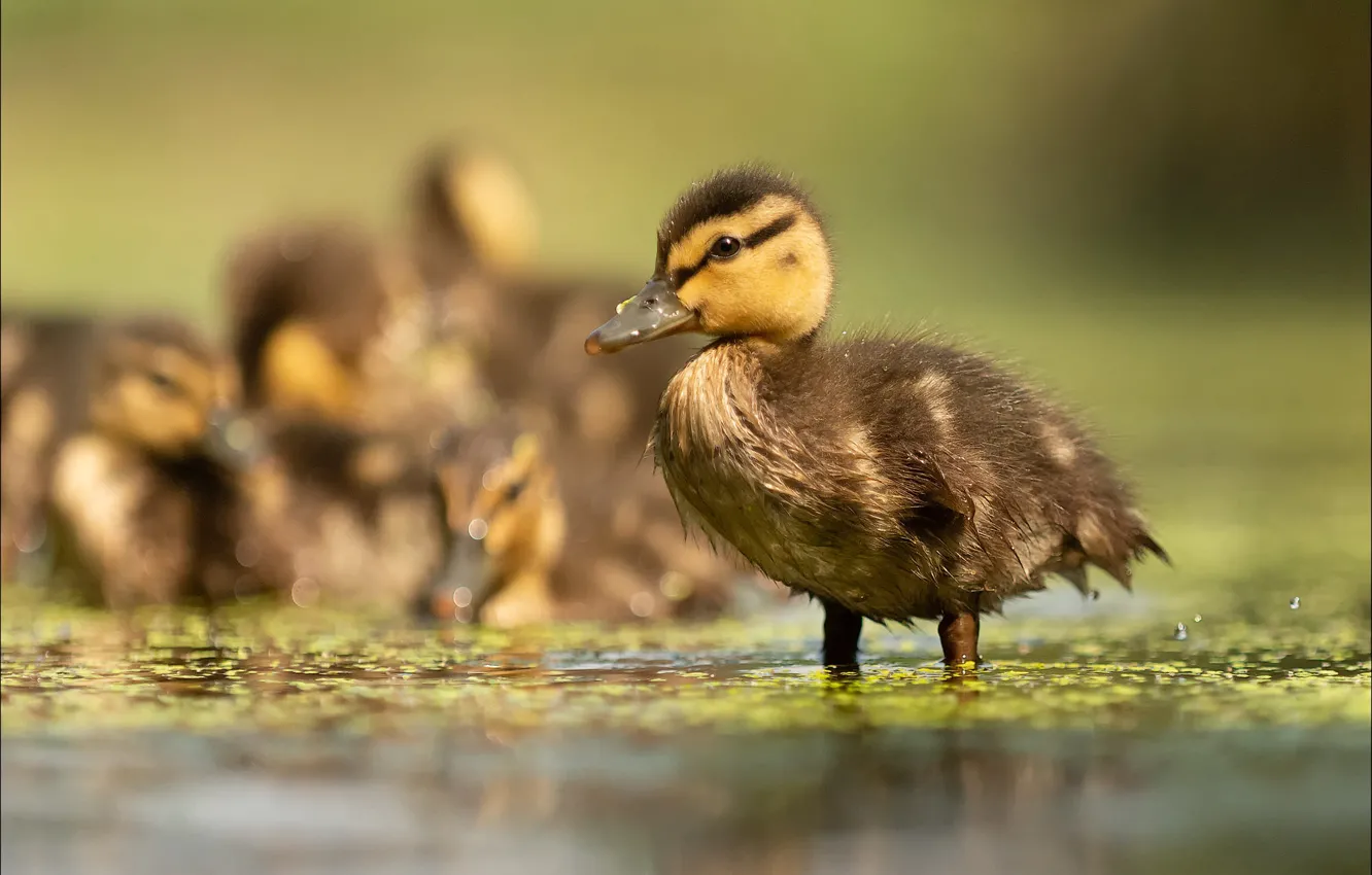 Photo wallpaper bird, duck, duck, Chicks, pond, bokeh