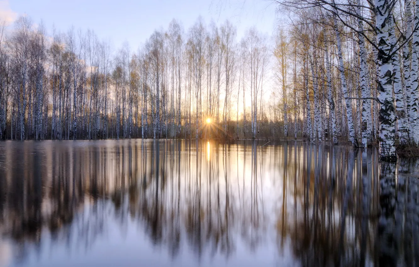 Photo wallpaper river, morning, birch