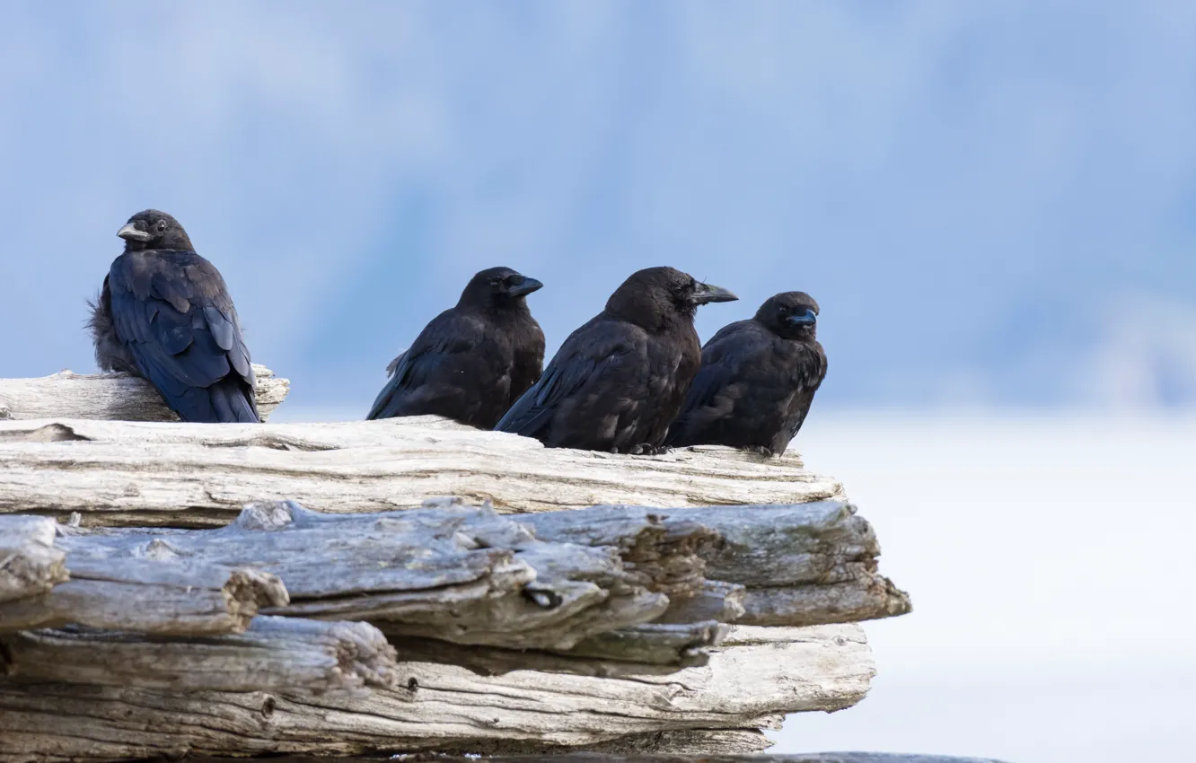 Photo wallpaper birds, pack, Raven