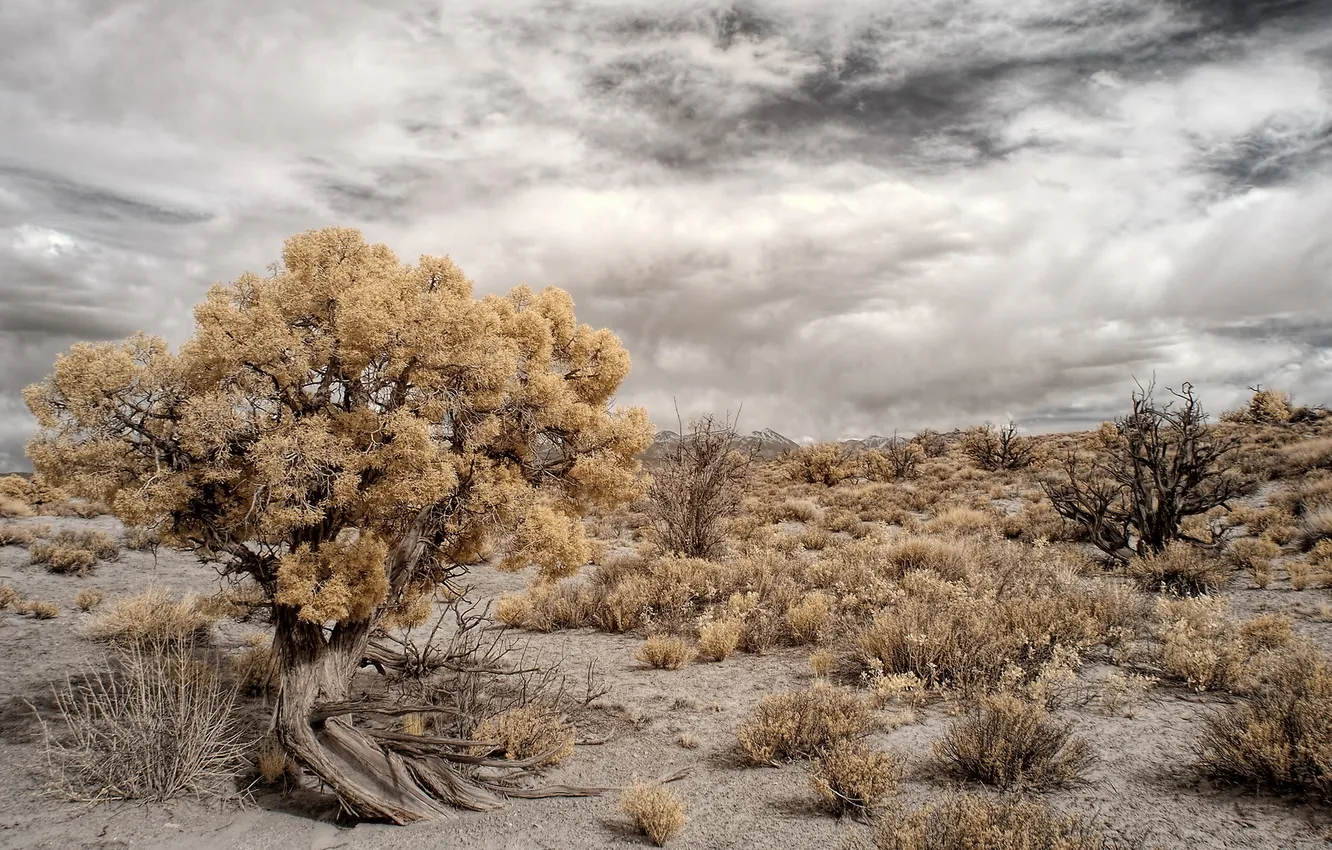 Photo wallpaper trees, landscape, desert